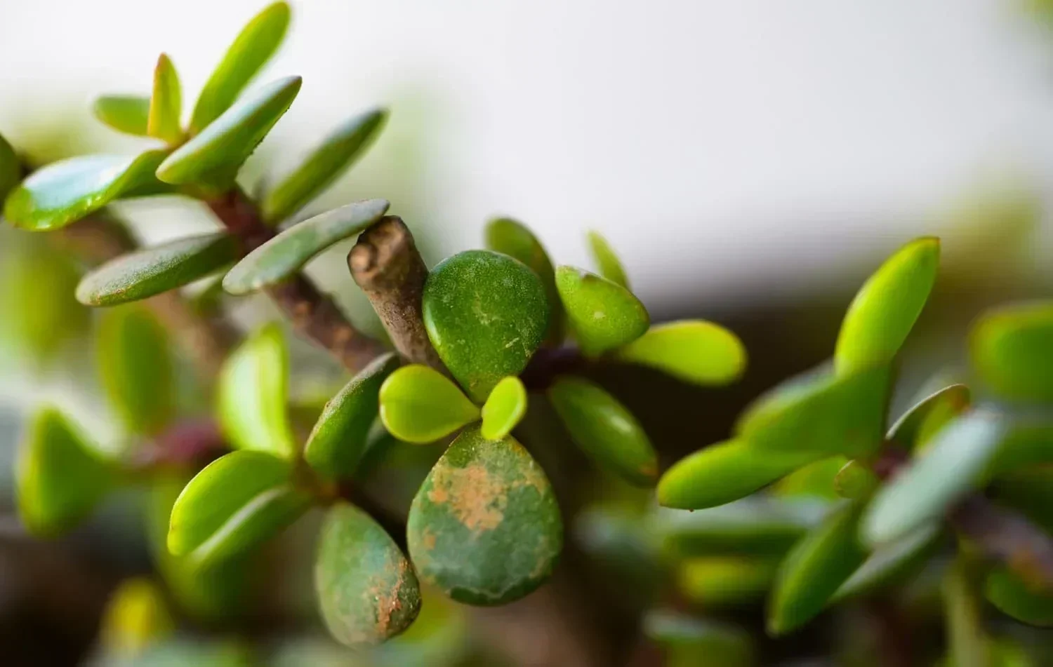 The Trail Tribe is a proudly South African brand, inspired by the spirit of adventure and a deep appreciation for the natural world. Founded by two brothers, Joe and Xander, who share a lifelong passion for offroad exploration, The Trail Tribe was born from a commitment to create high-quality gear for like-minded adventurers. As offroad enthusiasts, we know that every journey demands reliable, durable products that look as good as they perform. That’s why our brand is dedicated to providing high-quality apparel, gear, and lifestyle products tailored for trail riders, cyclists, and outdoor explorers.